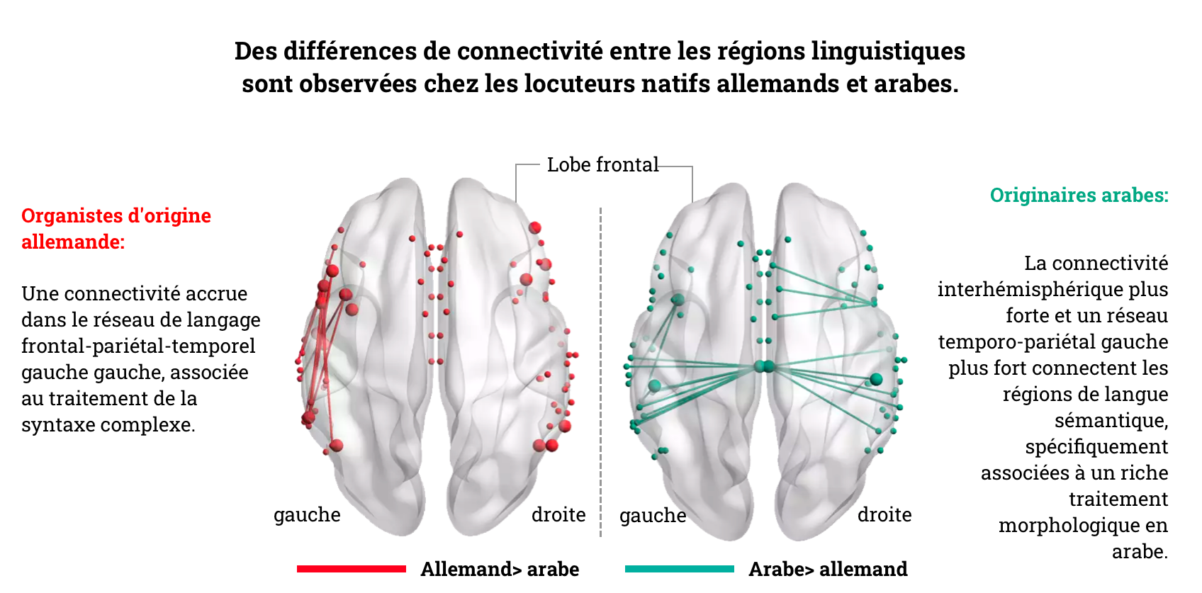 Les cerveaux des germanophones et des arabophones sont mieux câblés, comme le montre une carte